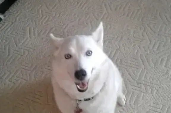 Lost White Husky on Maple Dr, Fort Covington