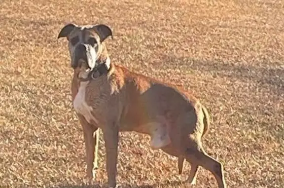 Lost Boxer: Fawn Male with Unique Collar