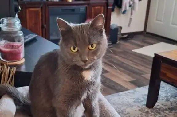 Lost Grey Cat on Smithfield Ave 7411