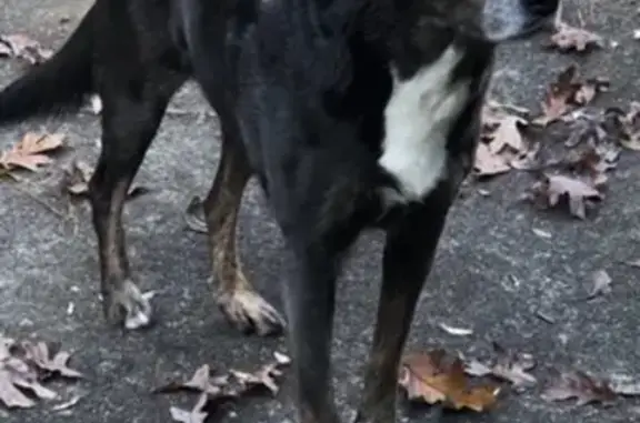 Help Find Gypsy: Lost Aussie Mix