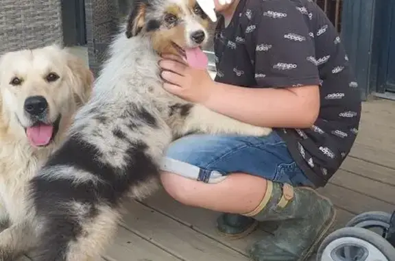 Chien perdu Lusanger, photo : Deux chiens perdus à Lusanger
