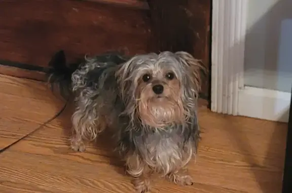 Lost Yorkiepoo: Black/Brown/Silver, Corinth