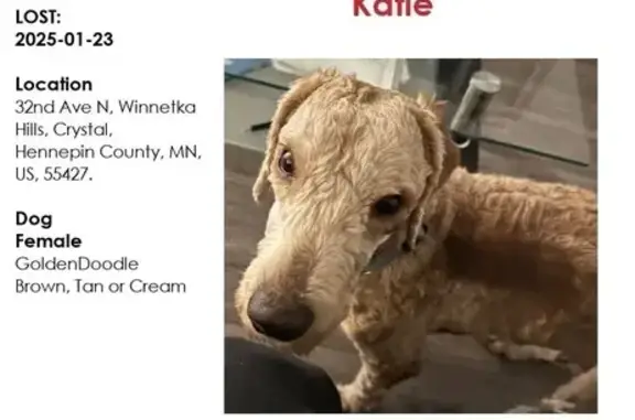 Lost Goldendoodle: Crystal MN - Help!