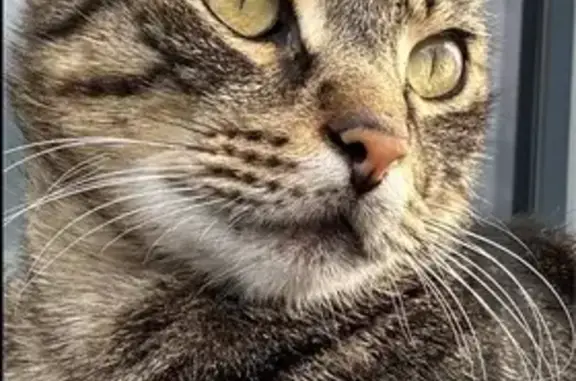 Chat tigré disparu à Auray - photo