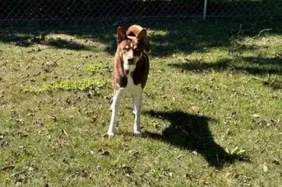 Lost: Brown Husky Mix, Tazer in Phenix City