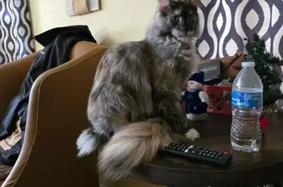 Lost Black Smoke Maine Coon - San Antonio