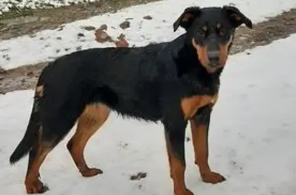 Jeune Beauceron perdu à Saint-Hilaire - photo