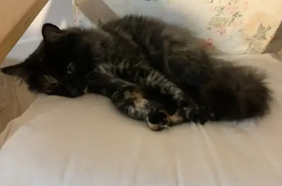Chat perdu, Cognac, photo: Chatte angora tricolore perdue à Cognac