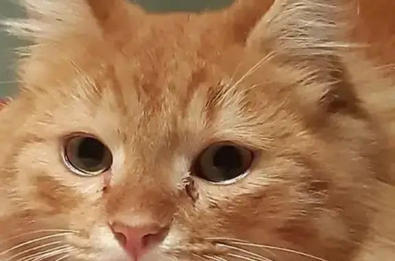 Animaux perdus , photo: Chat disparu à Chilly-le-Vignoble