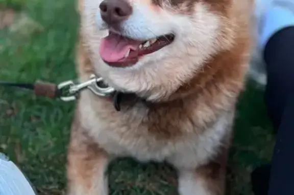 Lost Pomsky: Brown/White Male in Georgia