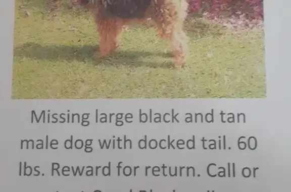 Lost Airedale Terrier: Fizz - $500 Reward