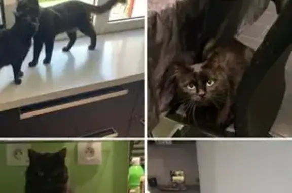 Animaux perdus Romagné, photo: Chat noir 2 ans perdu à Romagné