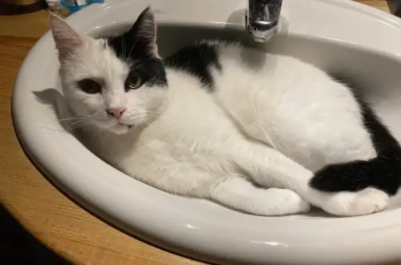 Chat perdu, La Rochelle, photo: Chat mâle noir et blanc perdu à La Rochelle