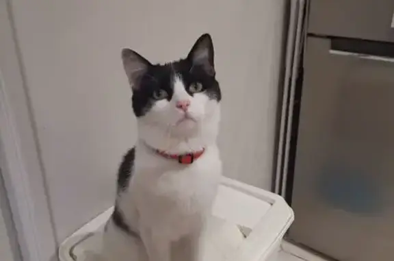 Animaux perdus Compiègne, photo: Chat noir et blanc perdu à Compiègne