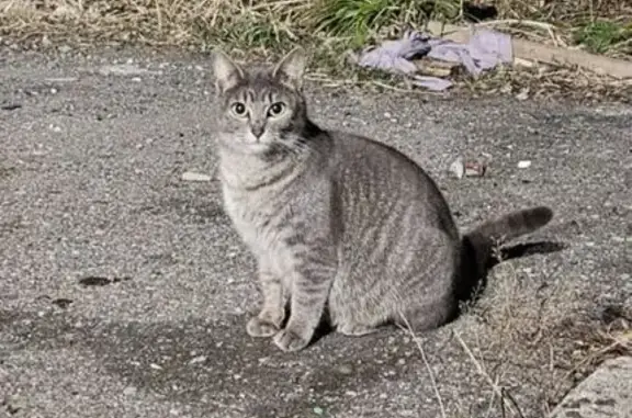 Missing Gray Tabby in Northville 54899