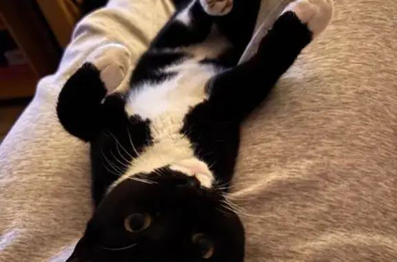 Animaux perdus Dax, photo: Chat européen noir et blanc perdu à Dax