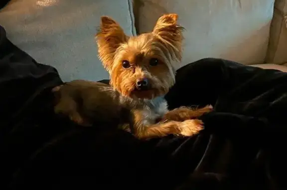 Stolen Car with Yorkie Inside - Help!