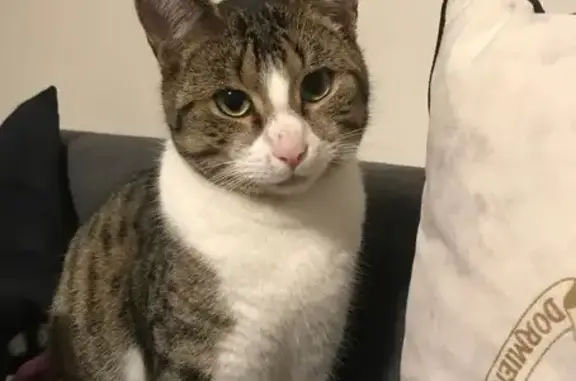 Chat Guizmo disparu à Bouray-sur-Juine - photo