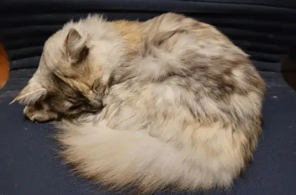 Missing cat , photo: Lost Fluffy Cat on Maitland St, Hackett