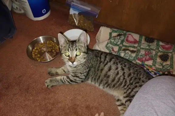 Friendly Young Cat Found in Or...