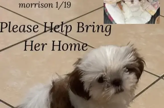 Lost Shih Tzu: Princess in Brownsville