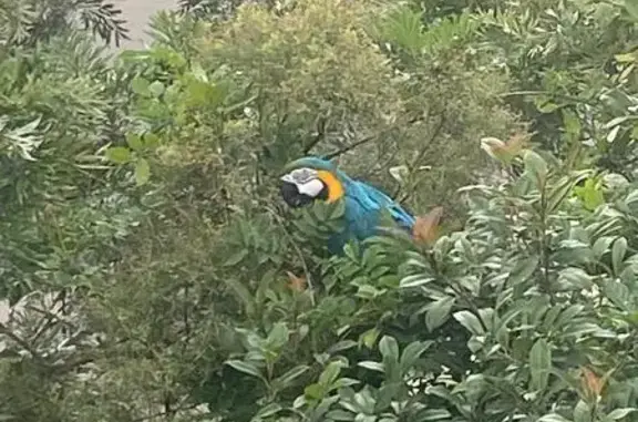 Lost Macaw Found on Enoggera R...