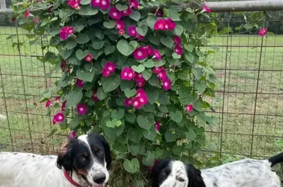 Lost English Setters in Little River, KS