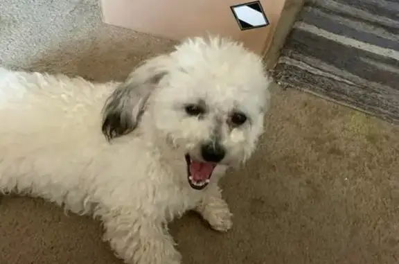 Missing: Loki, Bichon/Shih Tzu in Snowstorm