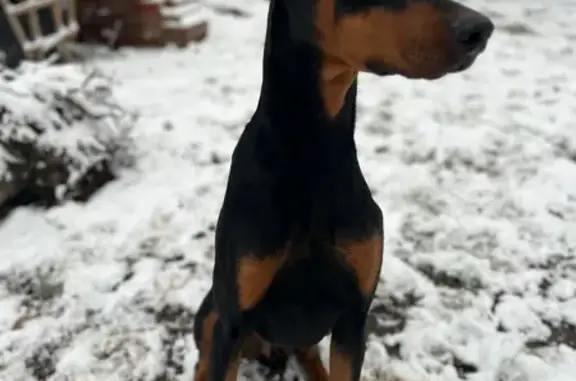 Lost Black Doberman: Magnolia Area