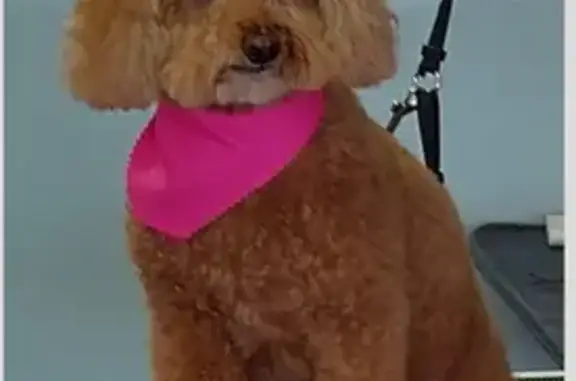 Lost 8-Year-Old Golden Doodle in Paramount