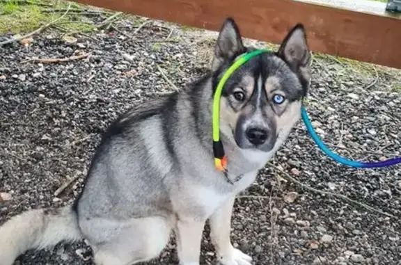 Animaux perdus , photo: Husky disparu à Frenelles-en-Vexin