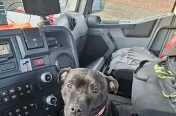 Staffie noir perdu à Bondoufle - photo