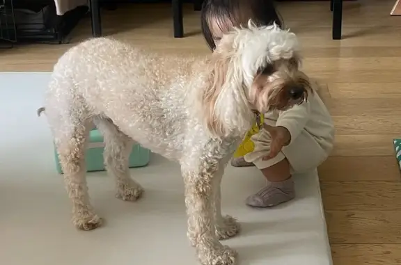 Lost Gold Cavoodle on Blaxland Rd, Ryde