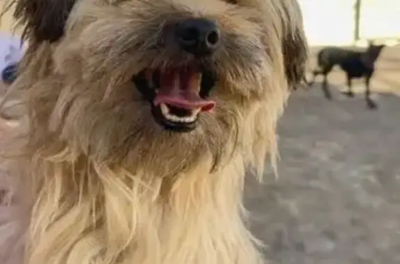 Perro Perdido en Tejina: Canela Macho