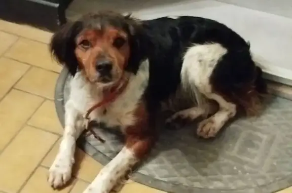 Chien trouvé Montescourt-Lizerolles, photo: Chien trouvé apeuré, en sécurité mairie