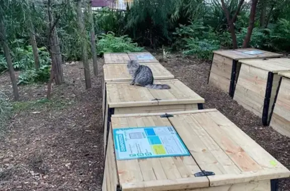 Chat abandonné par cycliste à Nice - photo