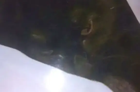 Chat perdu, Perpignan, photo: Chatte noire 5 ans disparue à Perpignan