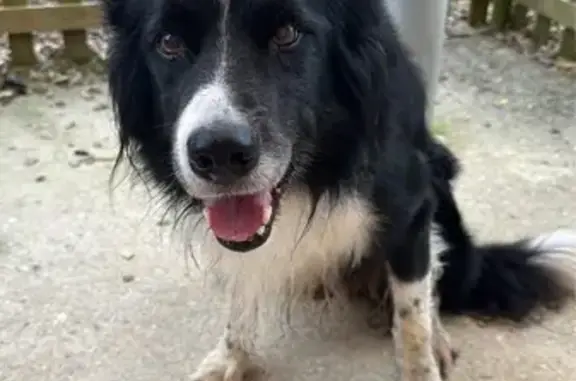Animaux trouvés Nouvelle-Aquitaine, photo: Chien calme aux longs poils trouvé à Saint-Germain
