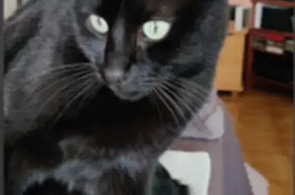 Chat noir européen perdu à Istres - photo