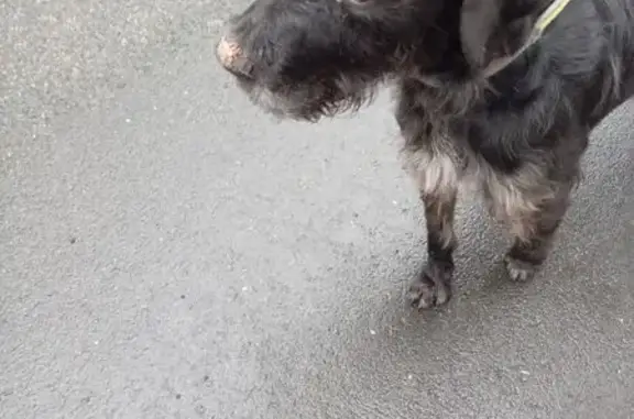 Chien mâle noir croisé trouvé à Orléans - photo
