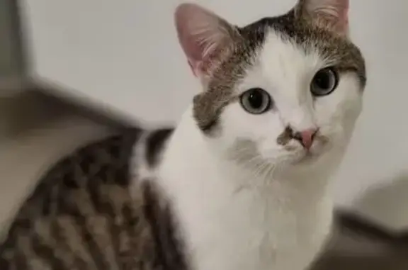 Animaux perdus Anneyron, photo: Chat mâle craintif perdu à Anneyron