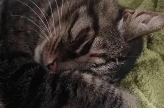 Animaux perdus Pinet, photo: Chatte tigrée marron disparue à Pinet