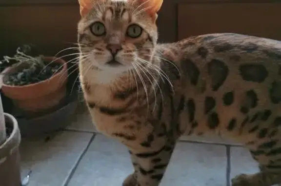 Animaux perdus Saint-Benoît-sur-Loire, photo: Bengal perdu, chemin du Cas Rouge