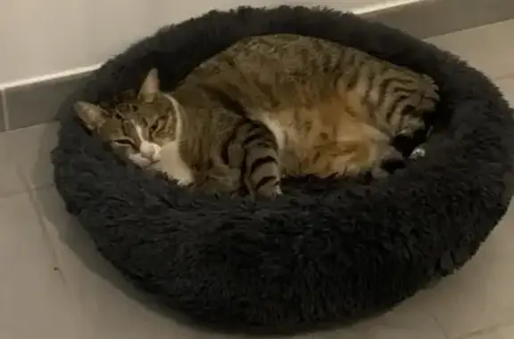 Chat perdu, , photo: Chat tigré perdu au Crestet lundi