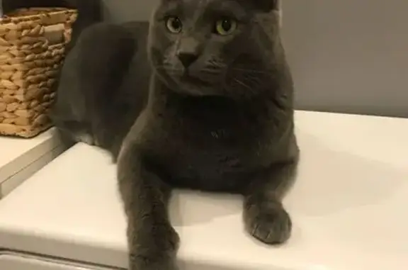 Chat perdu, Le Mans, photo: Chat perdu : Bulle, mâle gris chartreux