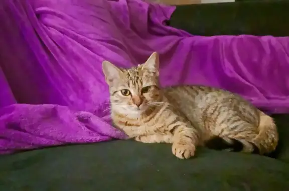 Animaux perdus Saint-Jean-de-Védas, photo: Chat disparu à Saint-Jean-de-Védas
