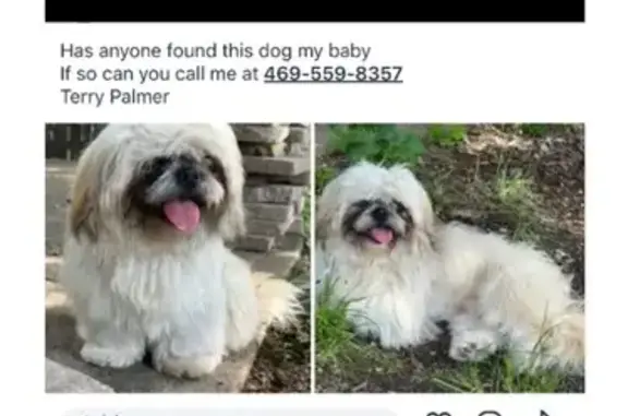 Lost Dog Alert: Help Find Finley!