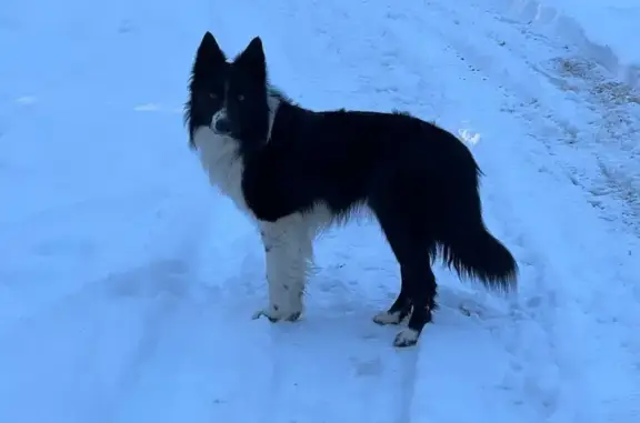 Lost Border Collie on Leapwood Rd