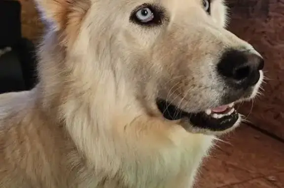 Lost Pyrenees Husky Mix: White, Blue Eyes