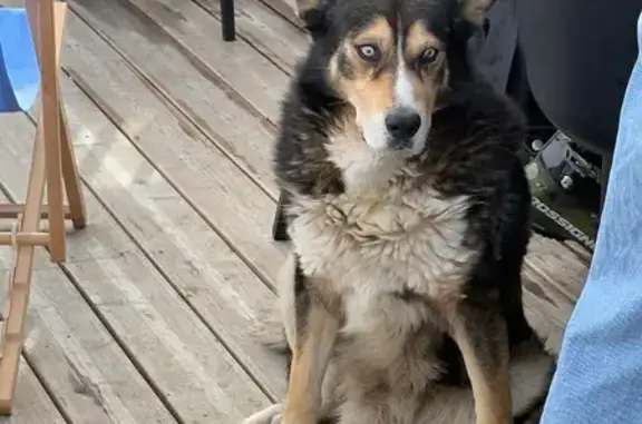Animaux trouvés , photo: Husky perdu à La Plagne Montalbert